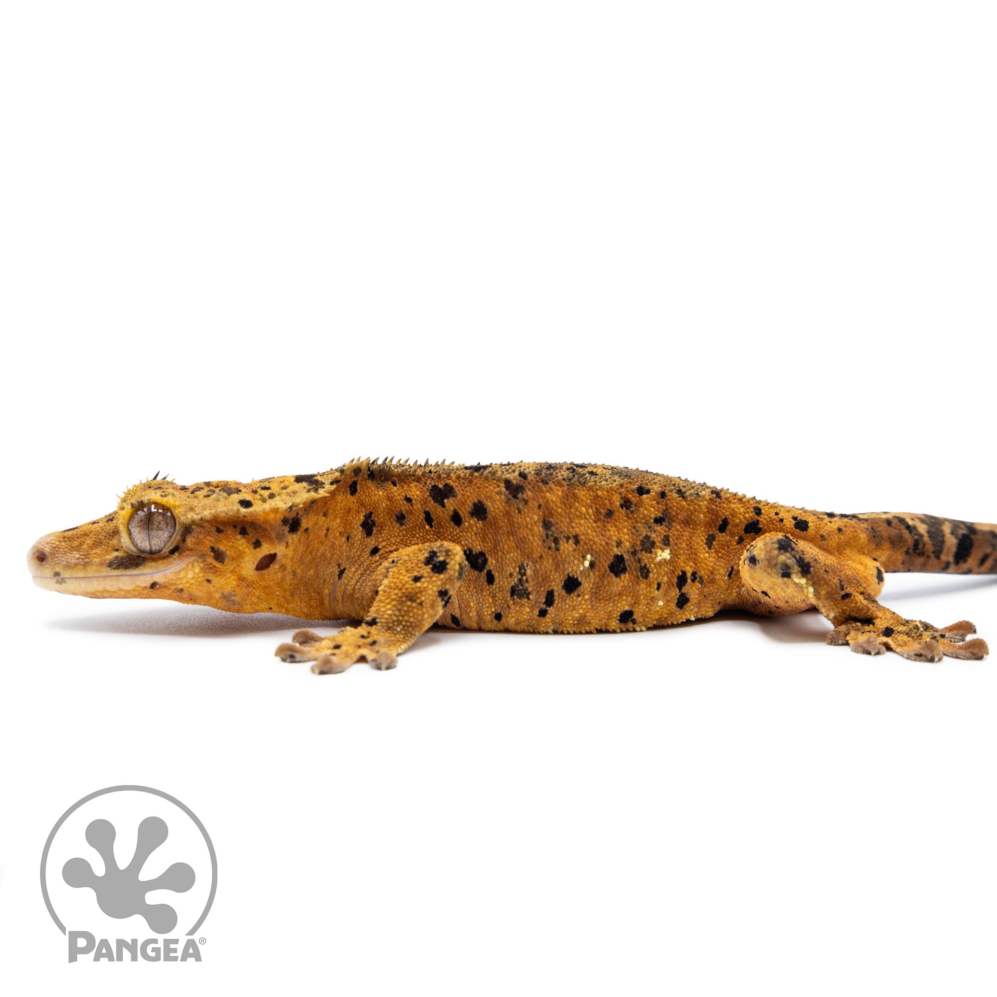 Male Red Super Dalmatian Crested Gecko Cr-2542