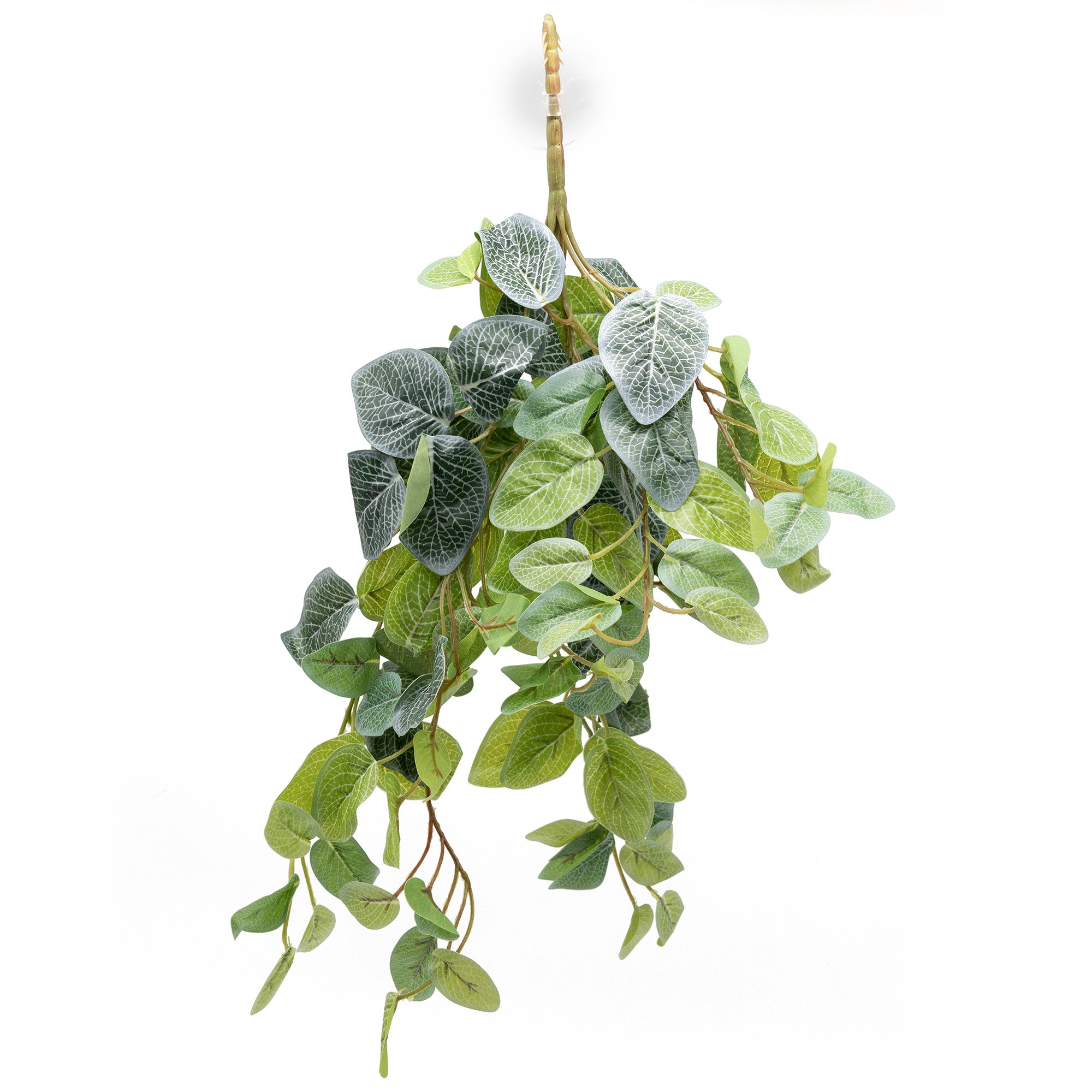 Pangea Hanging Bush - Fittonia